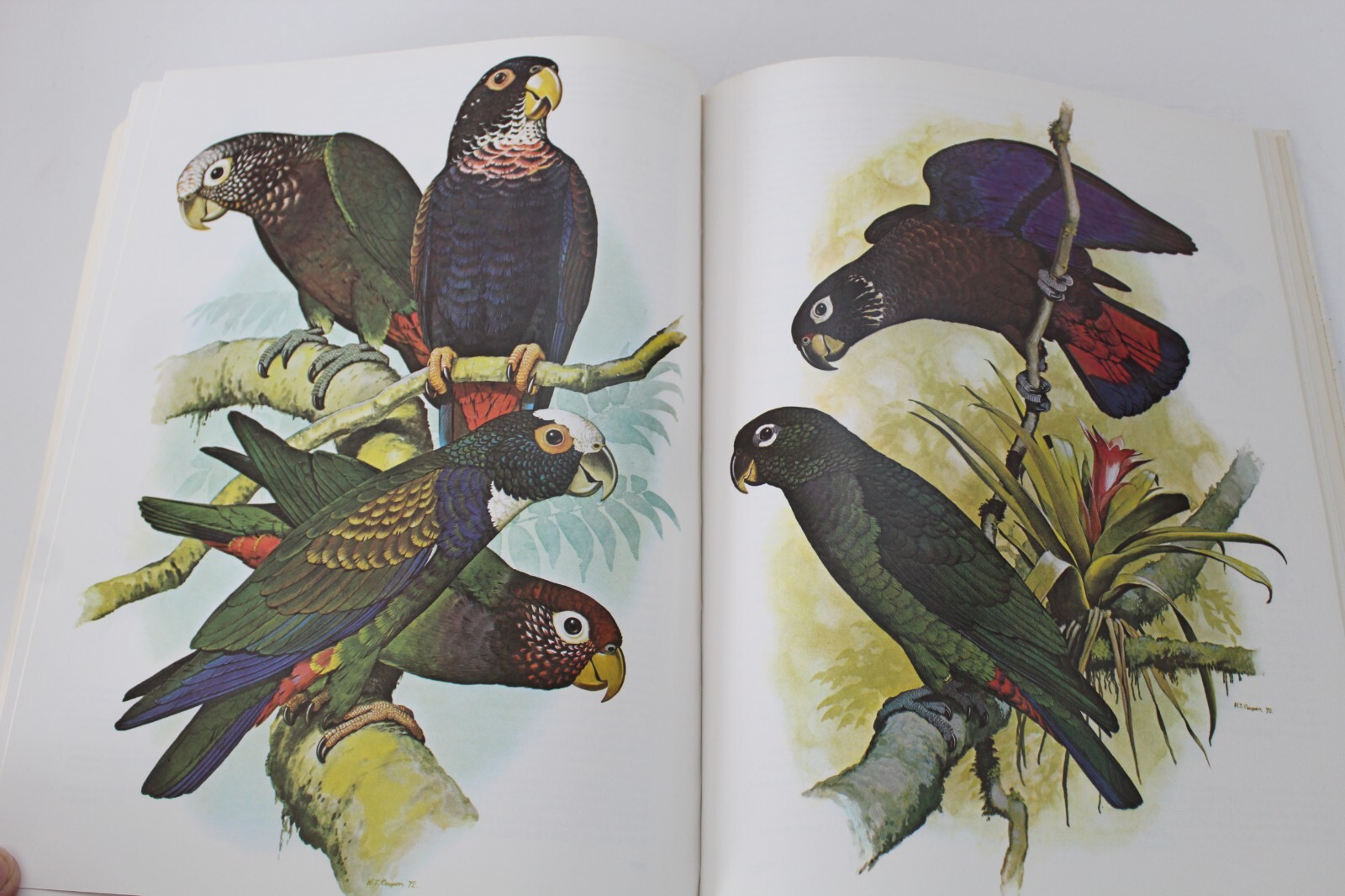 Parrots of the World by Joseph Michael Forshaw (1977, Hardcover, Reprint)