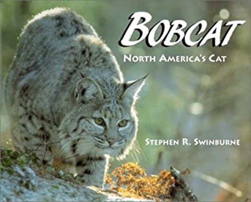 Bobcat : North America’s Cat Hardcover Stephen R. Swinburne