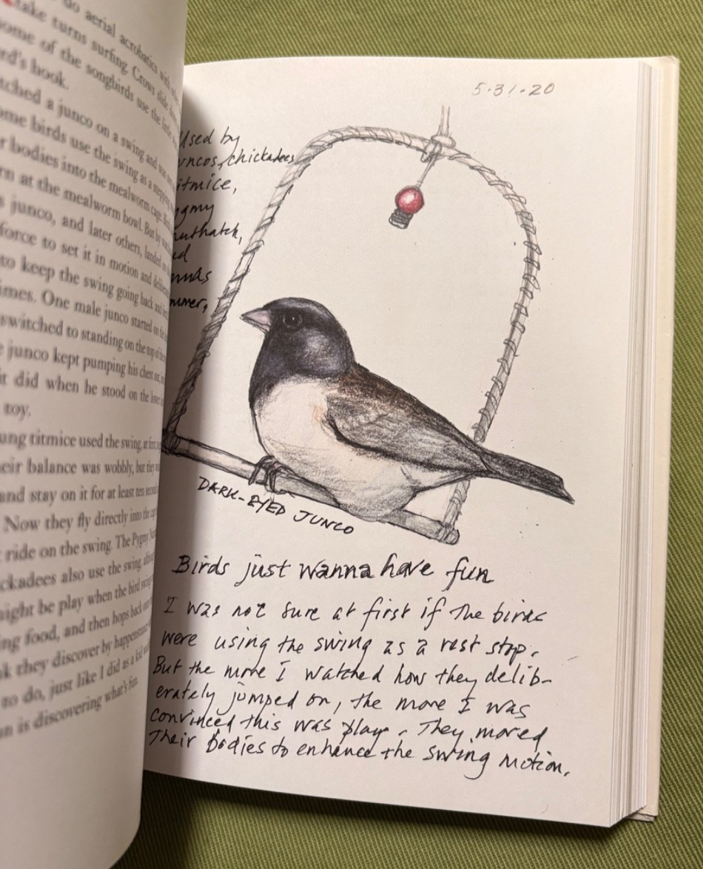 The Backyard Bird Chronicles – Written and Illustrated by Amy Tan