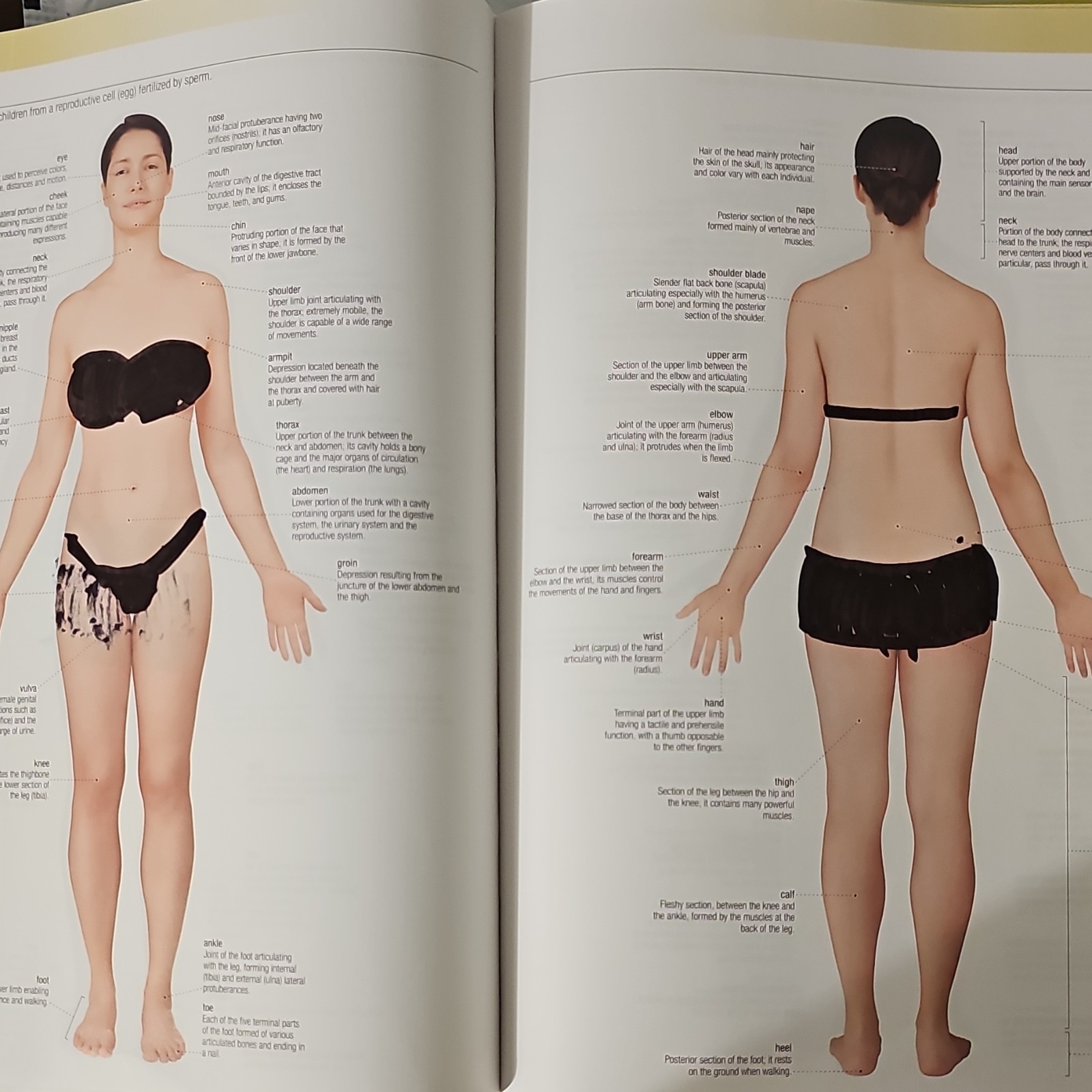 Merriam-Webster’s Visual Dictionary: Second Edition – Newest Edition: Seco…