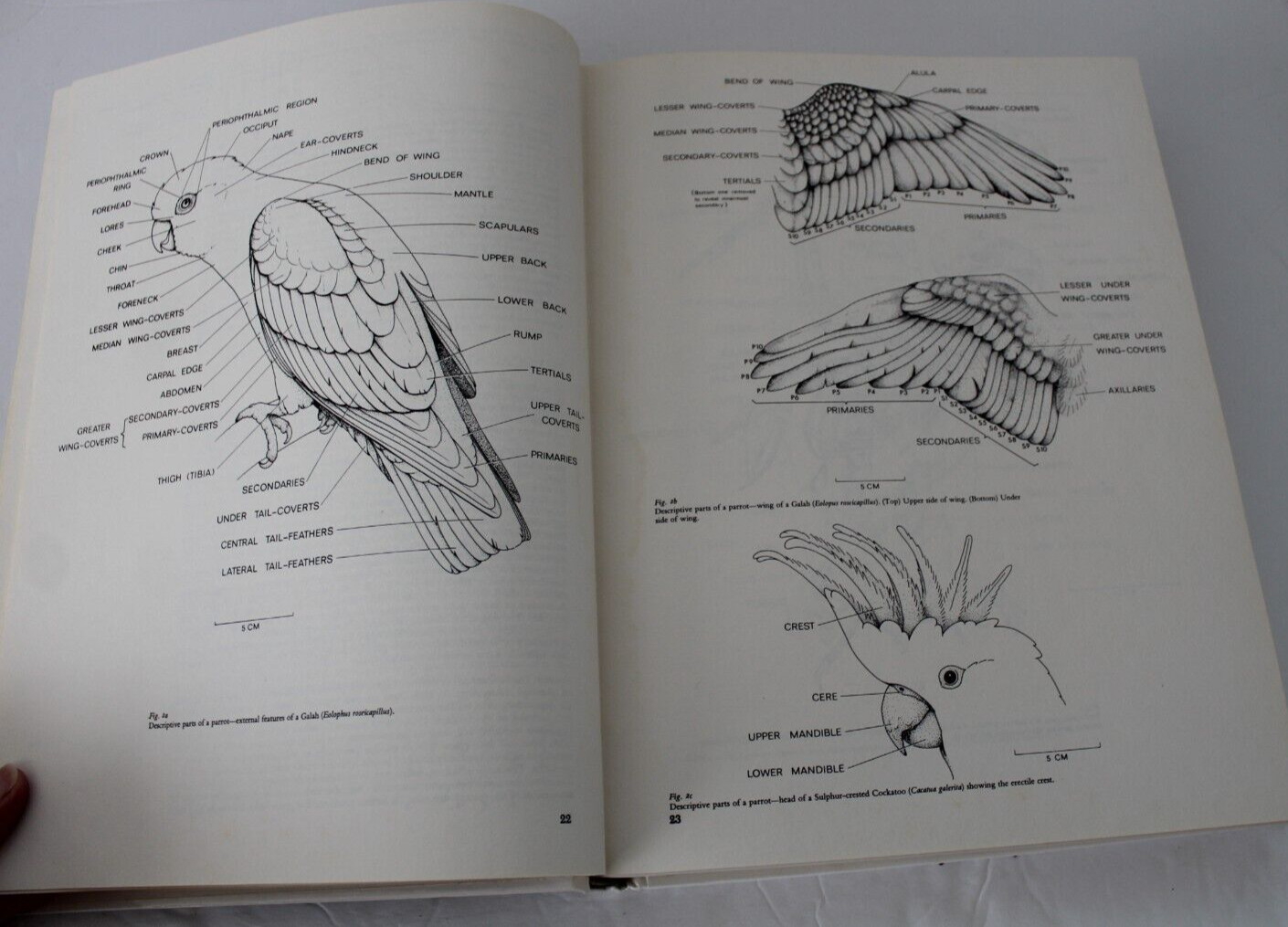 Parrots of the World by Joseph Michael Forshaw (1977, Hardcover, Reprint)