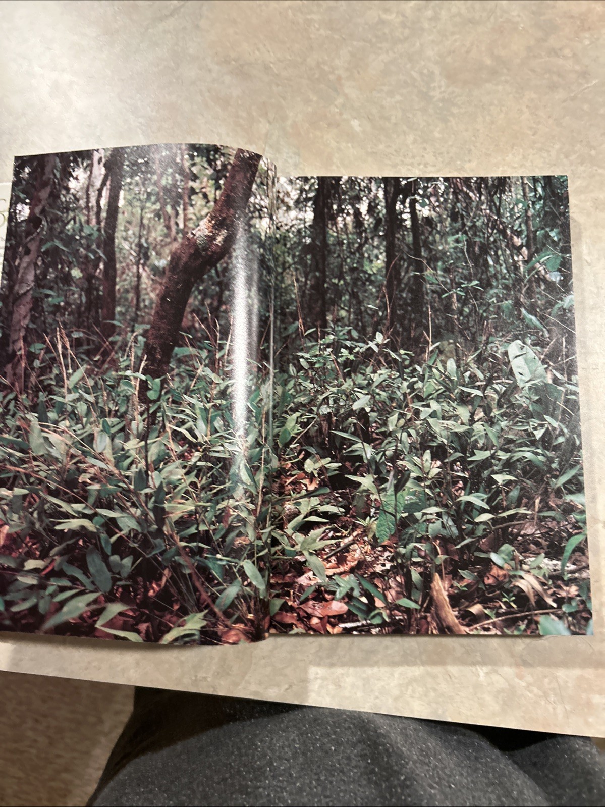 American Bamboos