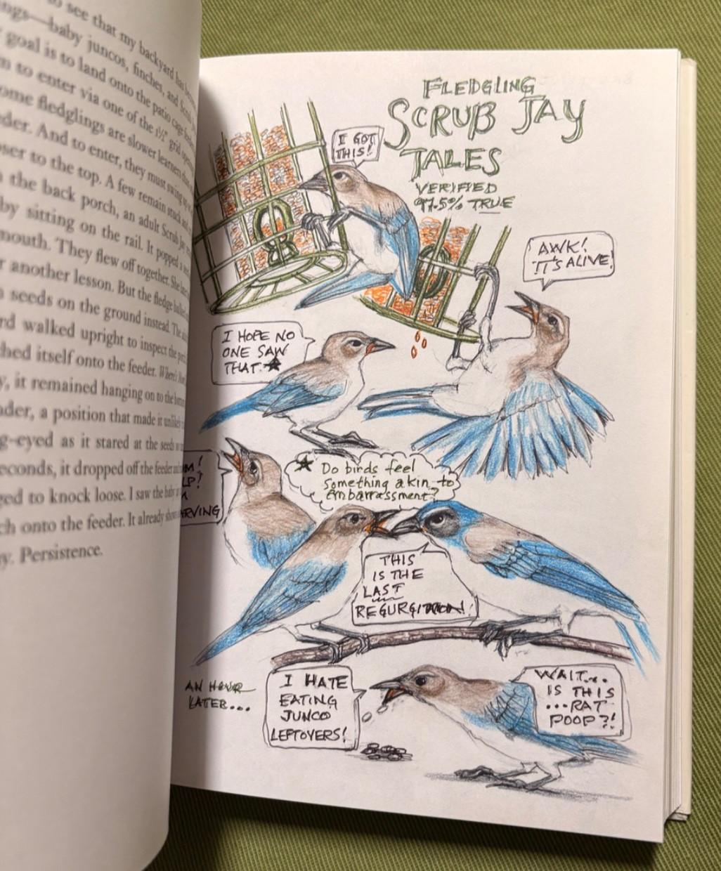 The Backyard Bird Chronicles – Written and Illustrated by Amy Tan