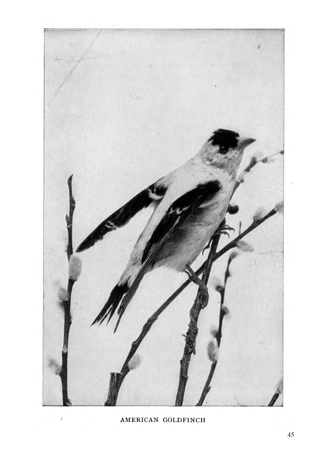 The Complete Book of Birds: Illustrated Enlarged Special Edition *NEW*