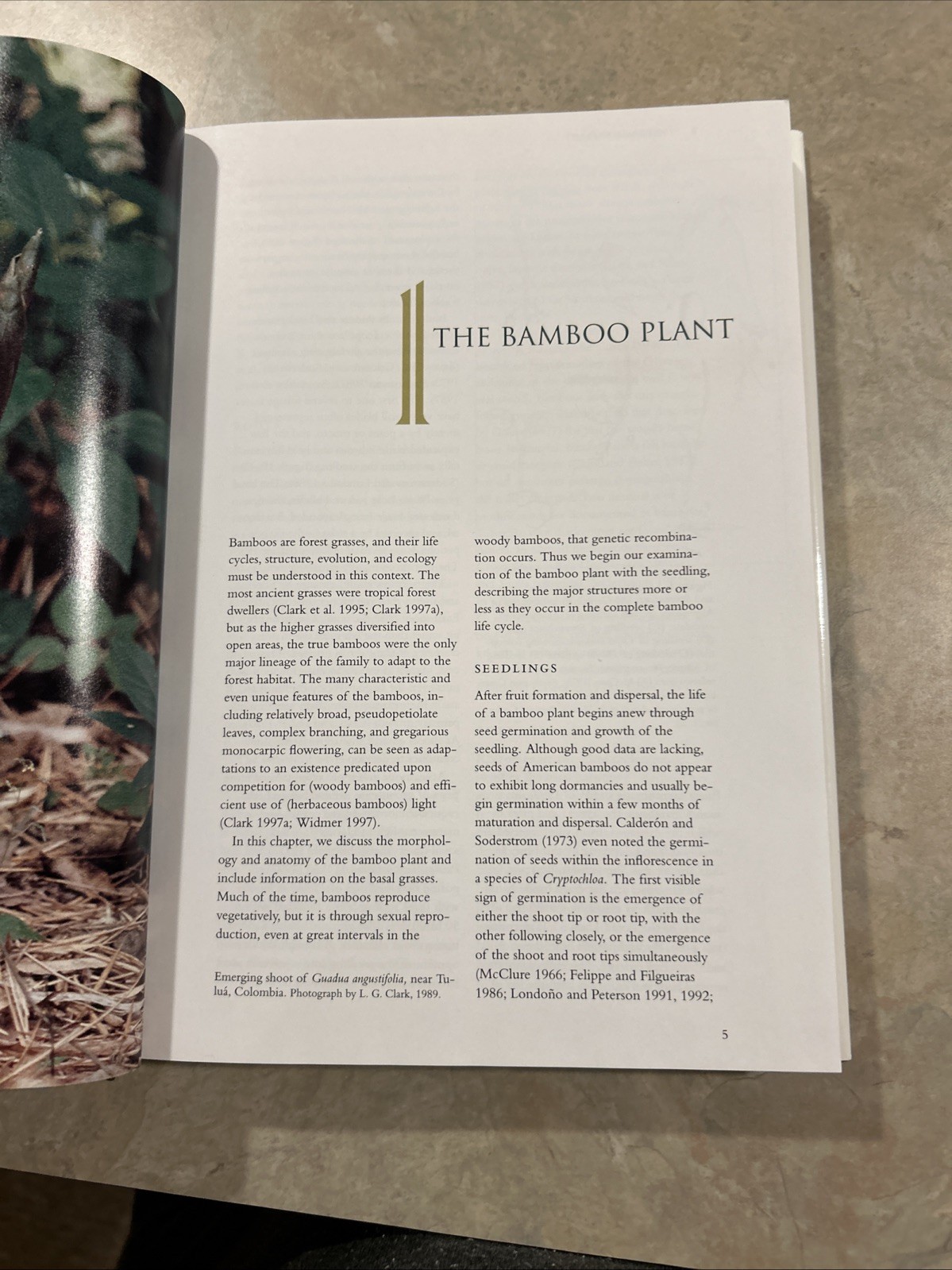 American Bamboos