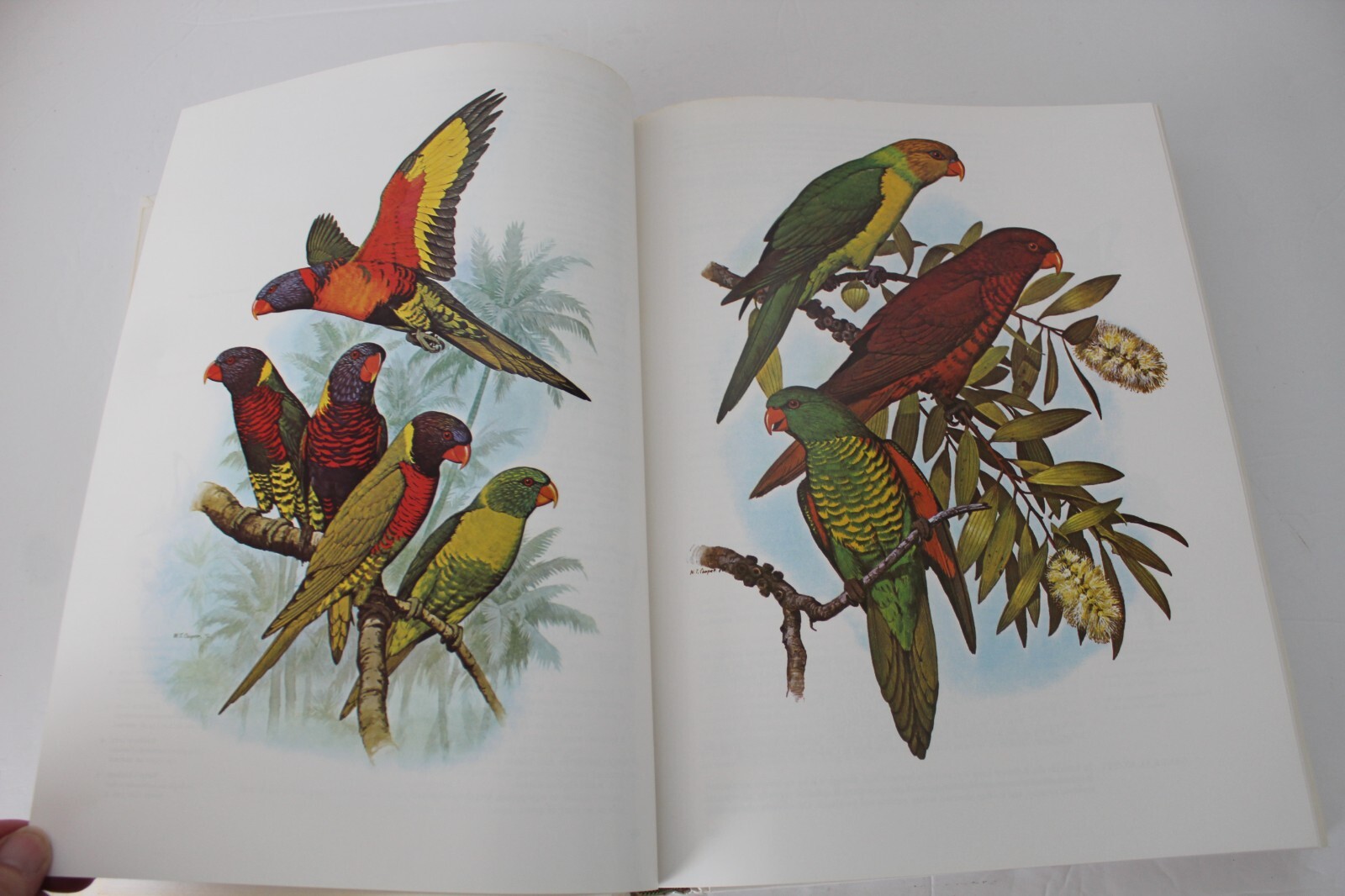 Parrots of the World by Joseph Michael Forshaw (1977, Hardcover, Reprint)
