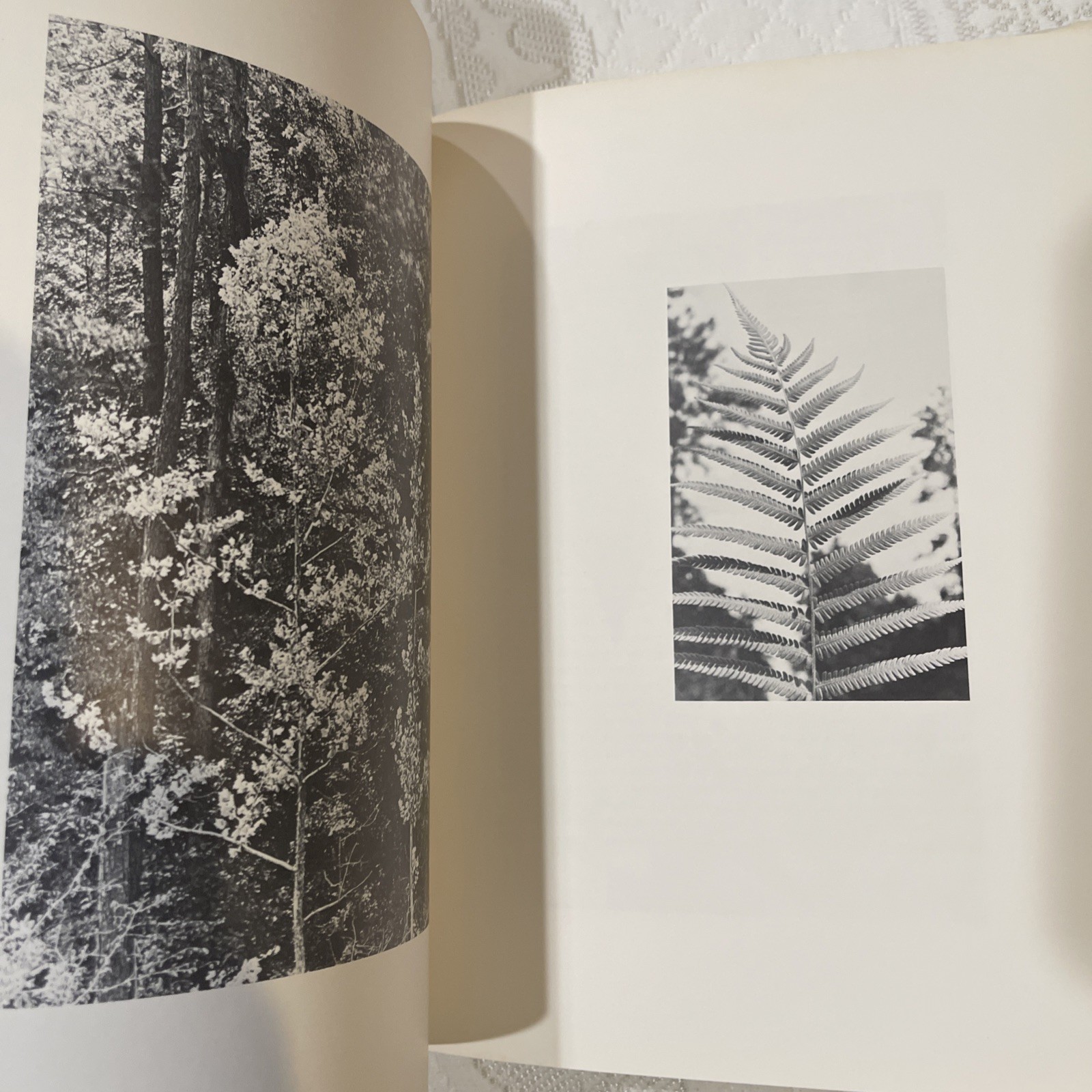 The Big Thicket: A Challenge for Conservation by A. Y. Gunter