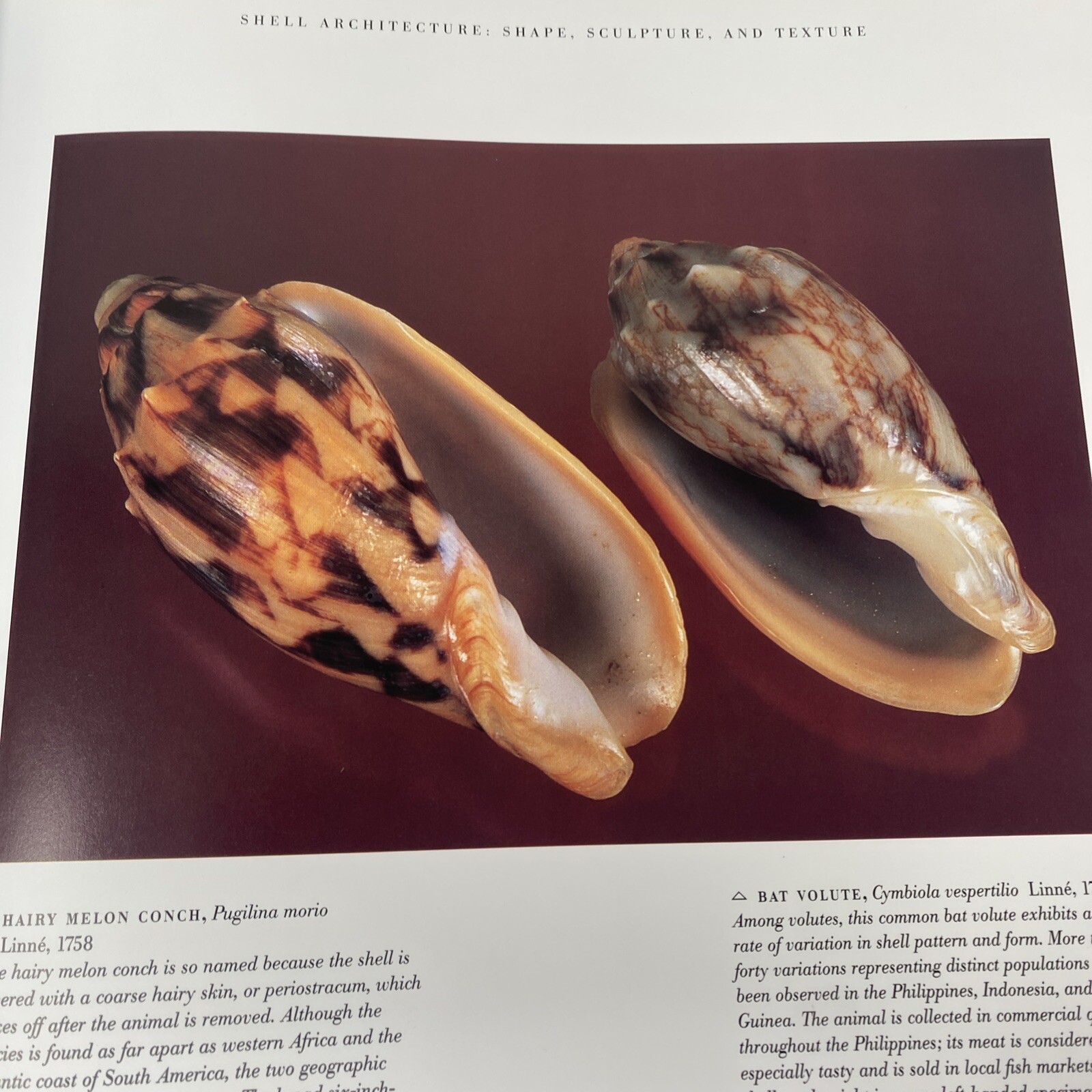 Shells by Leonard Hill (1998, Hardcover)
