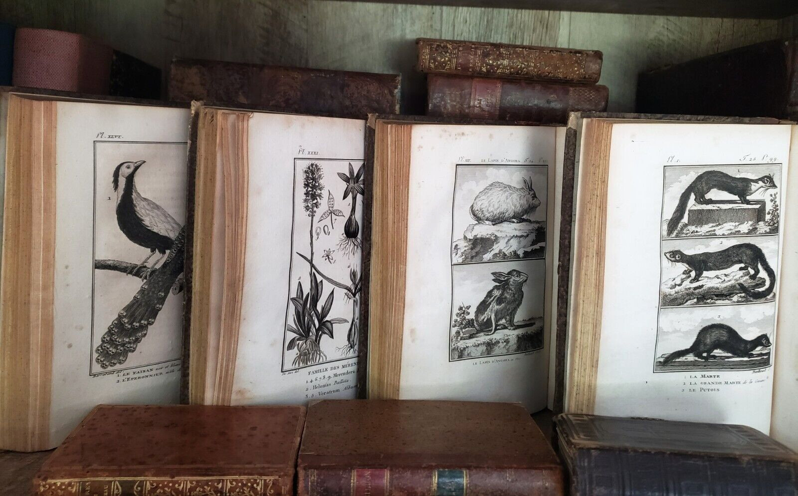 NATURAL HISTORY OF BUFFON 1799 – 1808 Engraved Editions of Animals, Fish, Birds