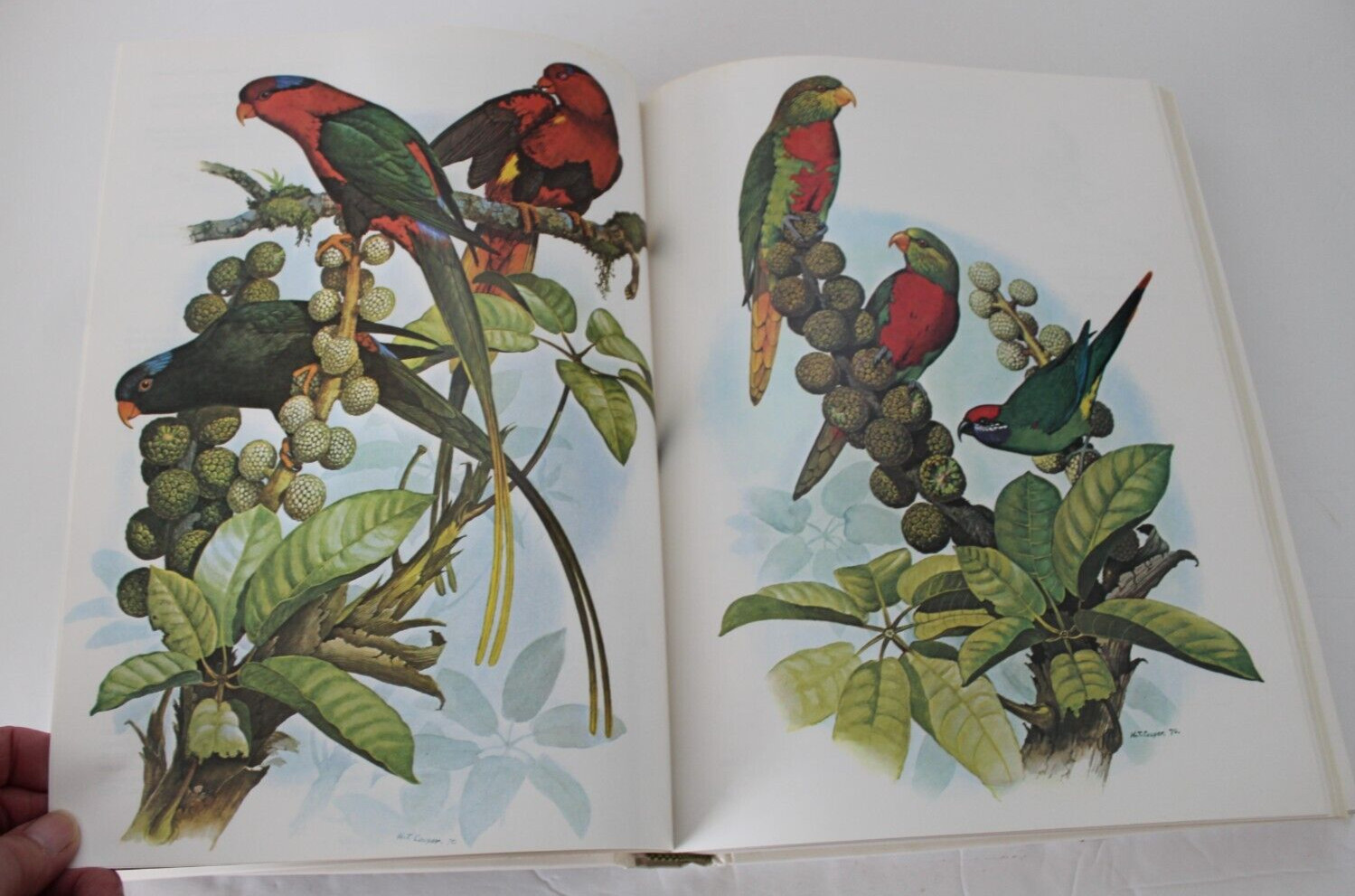 Parrots of the World by Joseph Michael Forshaw (1977, Hardcover, Reprint)