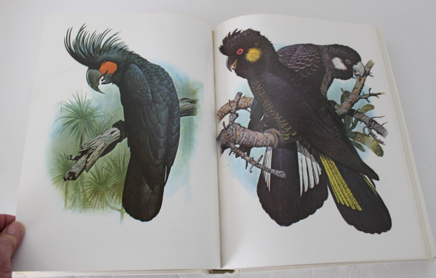 Parrots of the World by Joseph Michael Forshaw (1977, Hardcover, Reprint)