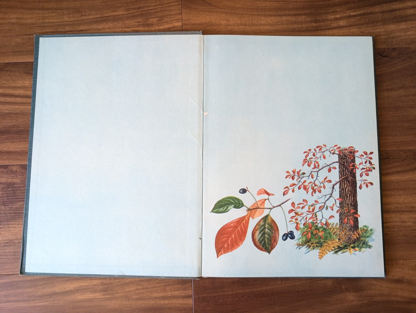 An Introduction To Trees by John Kieran 100 Trees In Color 1954 1ST EDITION