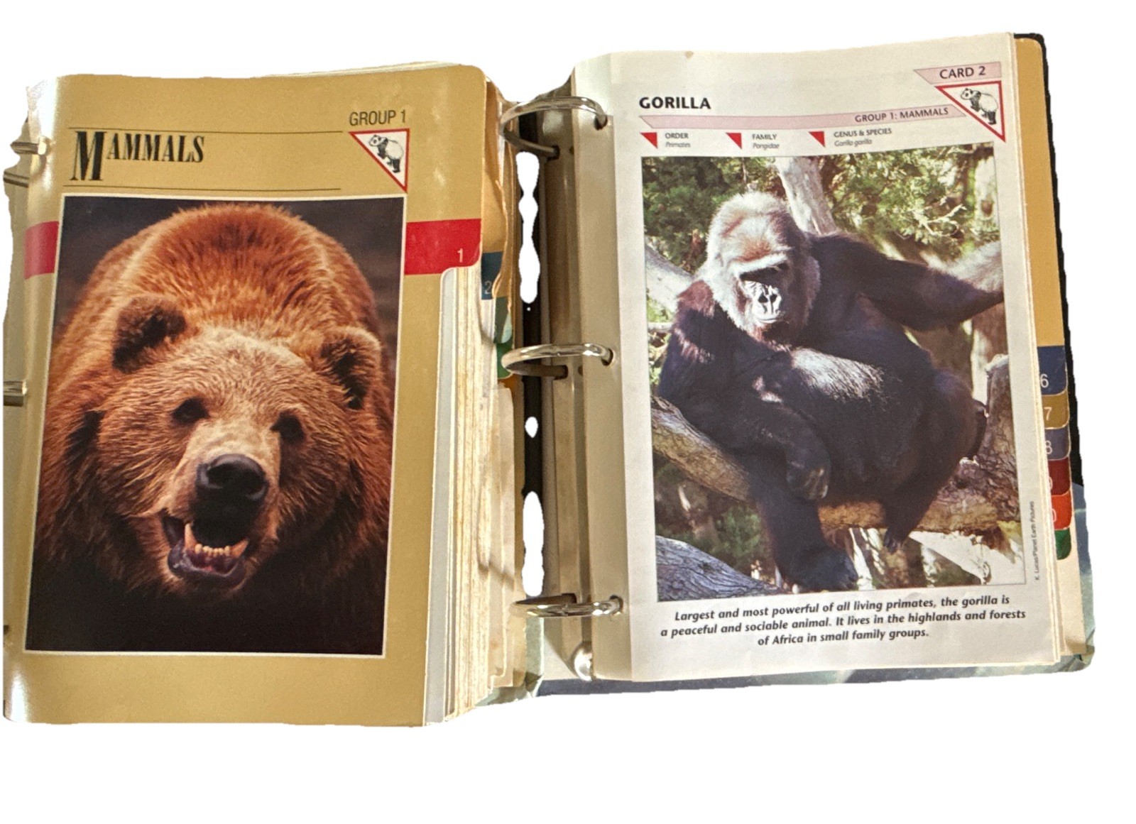 Wildlife Fact-File International Masters Publishers Illustrated Ring/Wire Bound
