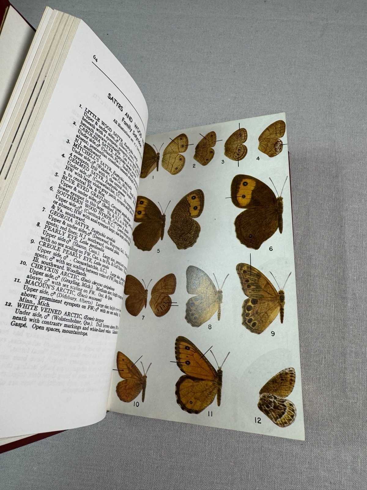 Roger Peterson Field Guide Eastern Butterflies of North America 349 pages 1986