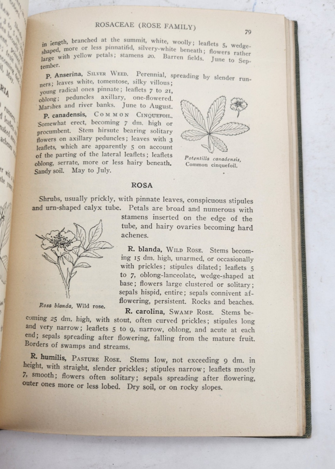 A Spring Flora for High Schools, 1915, HB, Illustrated, by Cowles & Coulter