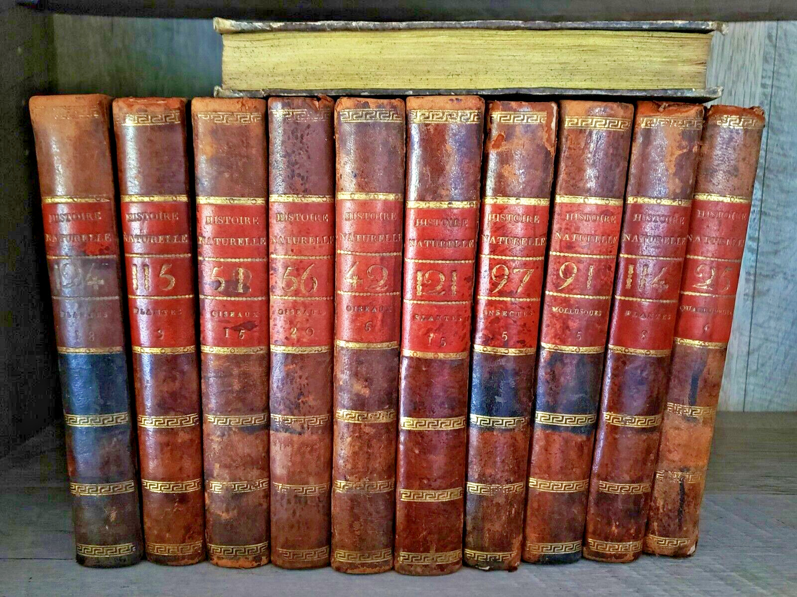 NATURAL HISTORY OF BUFFON 1799 – 1808 Engraved Editions of Animals, Fish, Birds