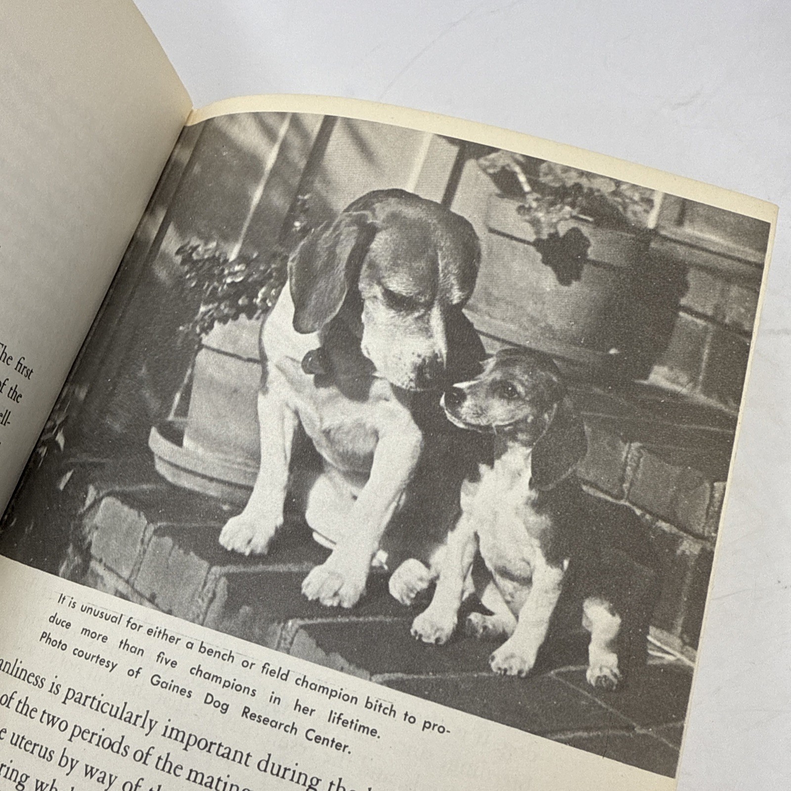 This Is The Beagle By George D. Whitney DVM 1955 Hardback 252 Pages