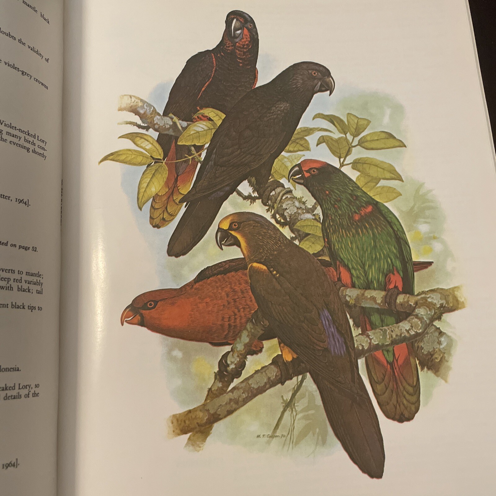 Parrots of the World – Joseph M Forshaw & William T Cooper 1977