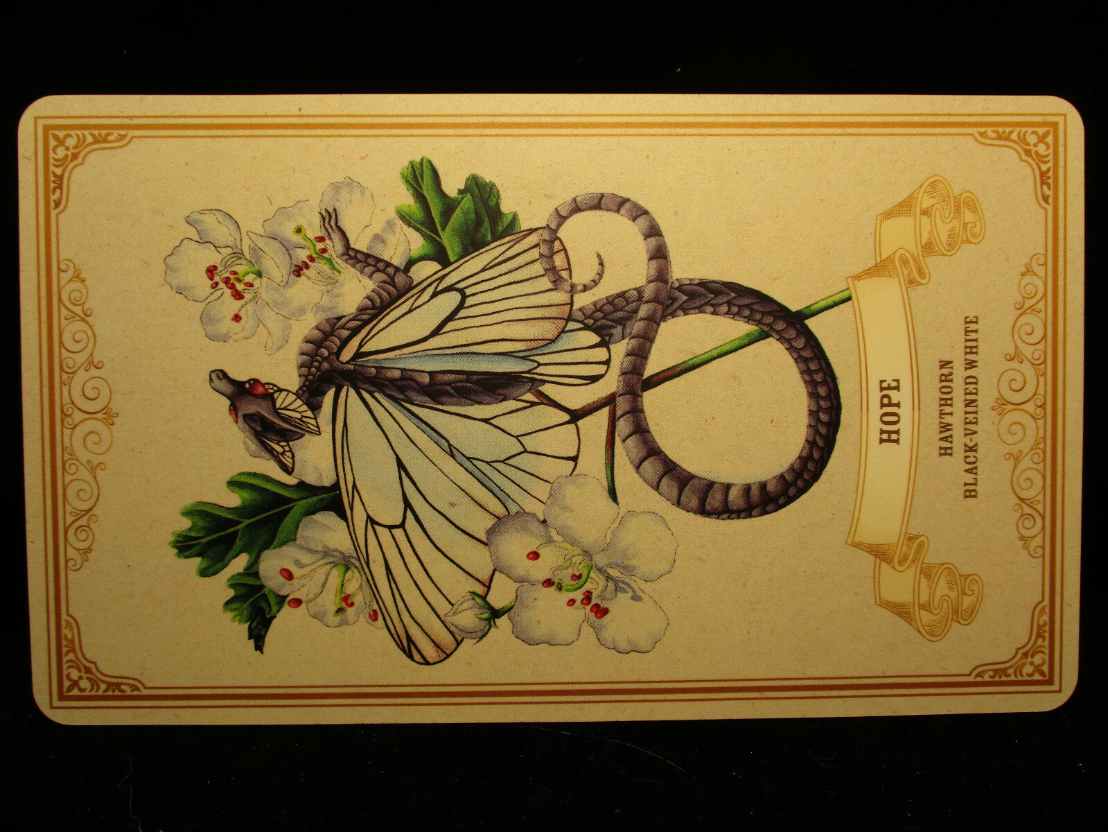SEALED NEW ~ ENCHANTED BLOSSOMS CARDS & BOOK ORACLE DRAGONS BUTTERFLIES FLOWERS