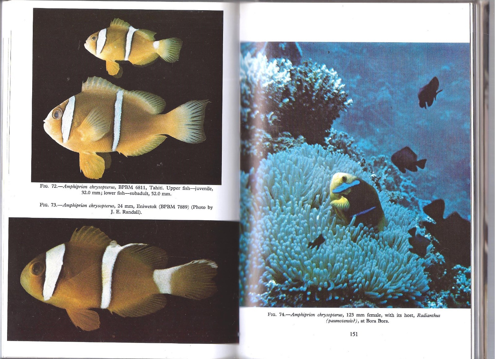 THE ANEMONEFISHES: THEIR CLASSIFICATION AND BIOLOGY By Gerald R. Allen , 1972