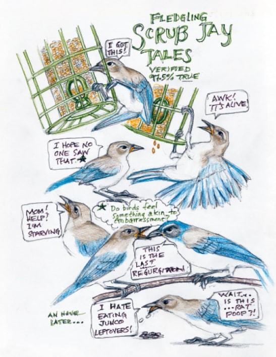 The Backyard Bird Chronicles
