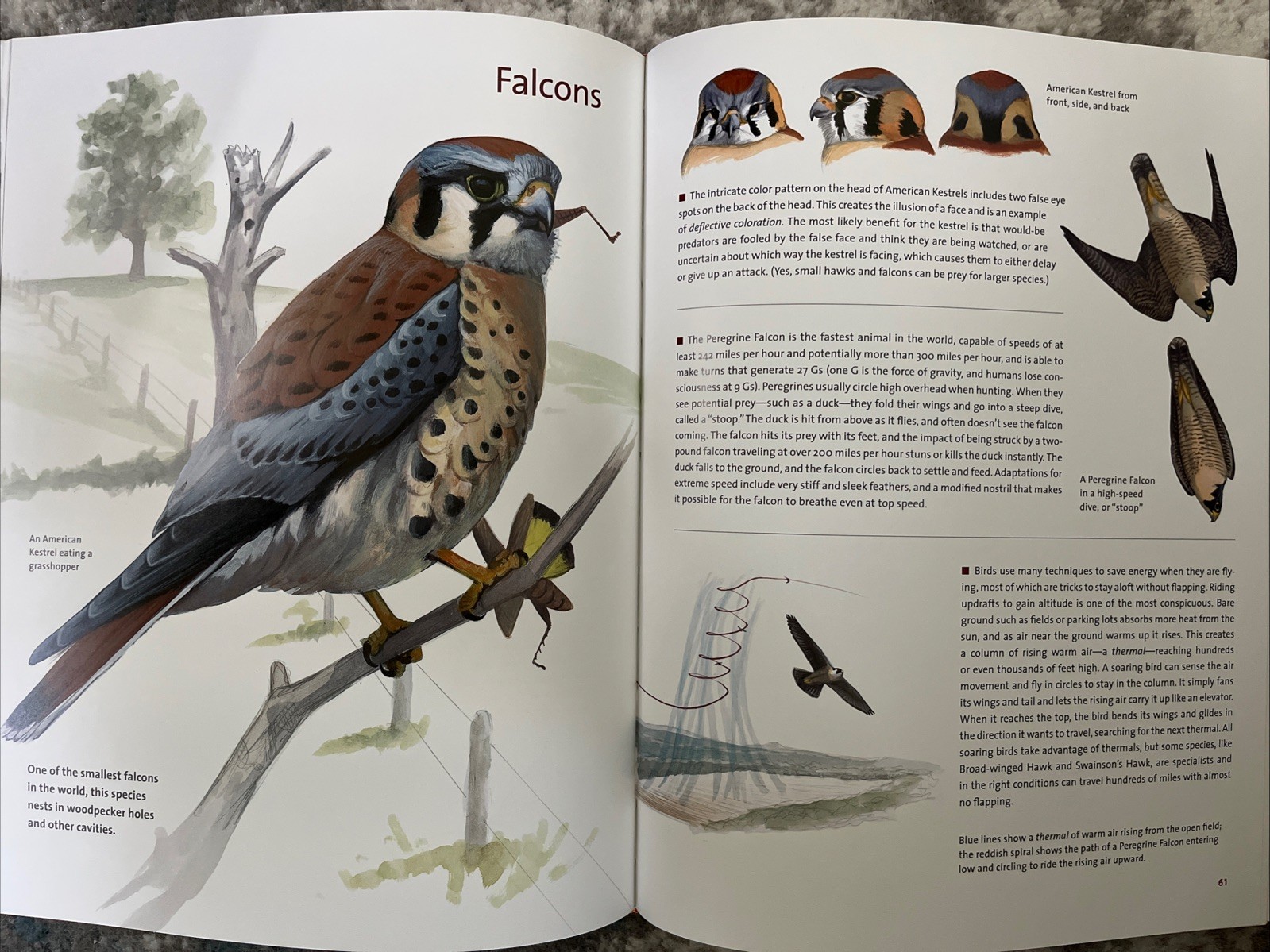 What It’s Like to Be a Bird:From Flying to Nesting, Eating to Singing-Brand New