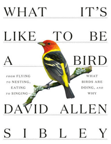 What It’s Like to Be a Bird: What Birds Are Doing, and Why–from Fly – VERY GOOD