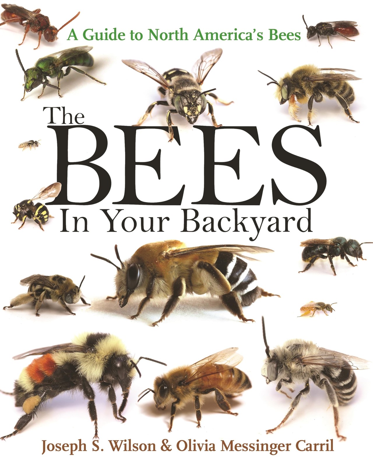 The Bees in Your Backyard: A Guide to North America’s Bees