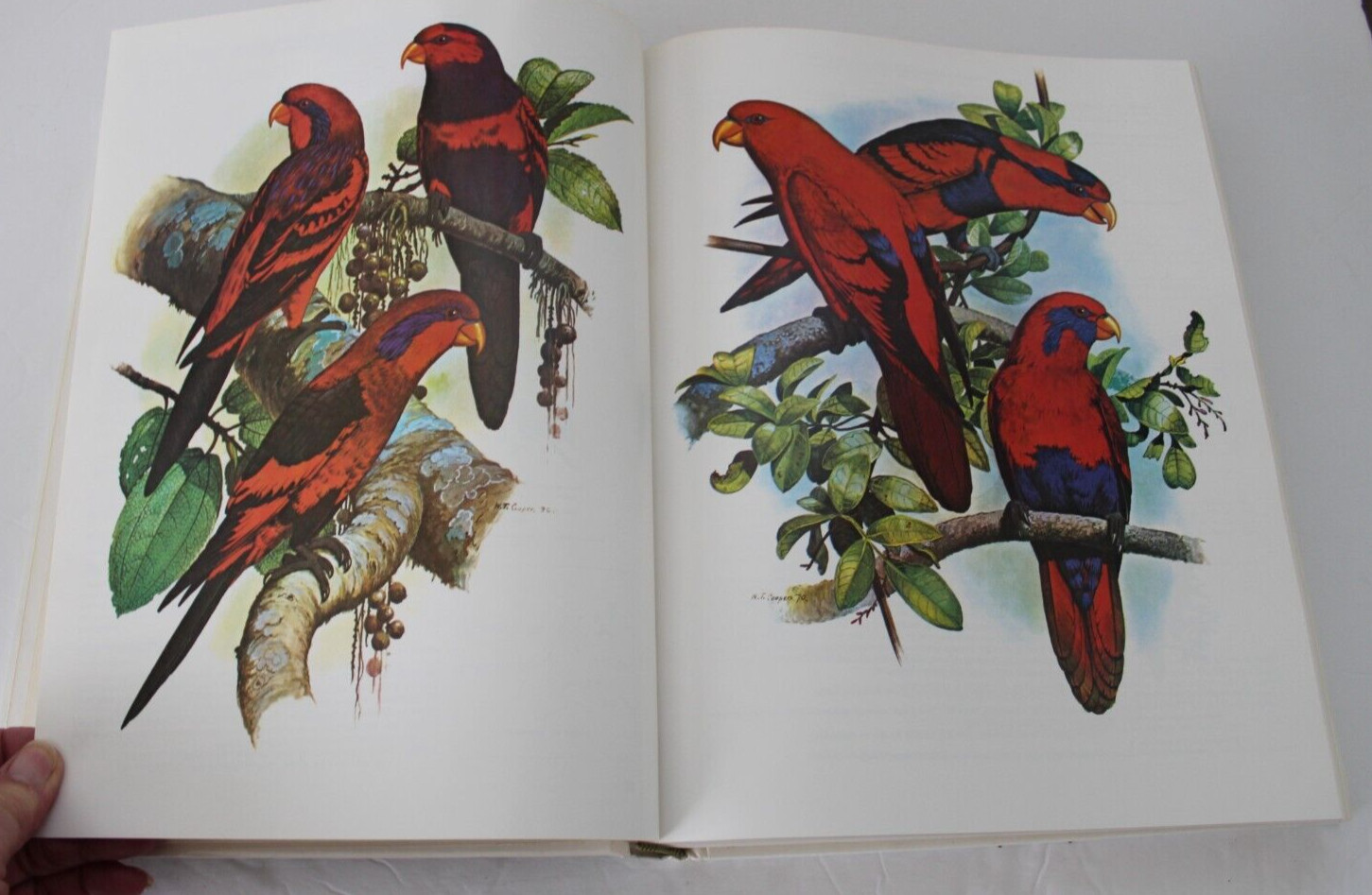 Parrots of the World by Joseph Michael Forshaw (1977, Hardcover, Reprint)