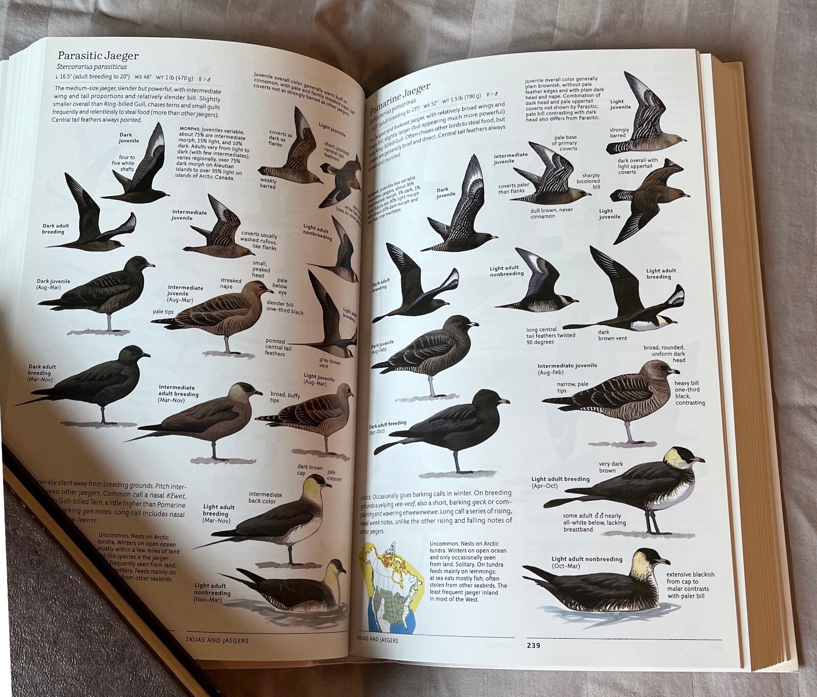 Sibley Guide to Birds Second Edition Paperback 2014
