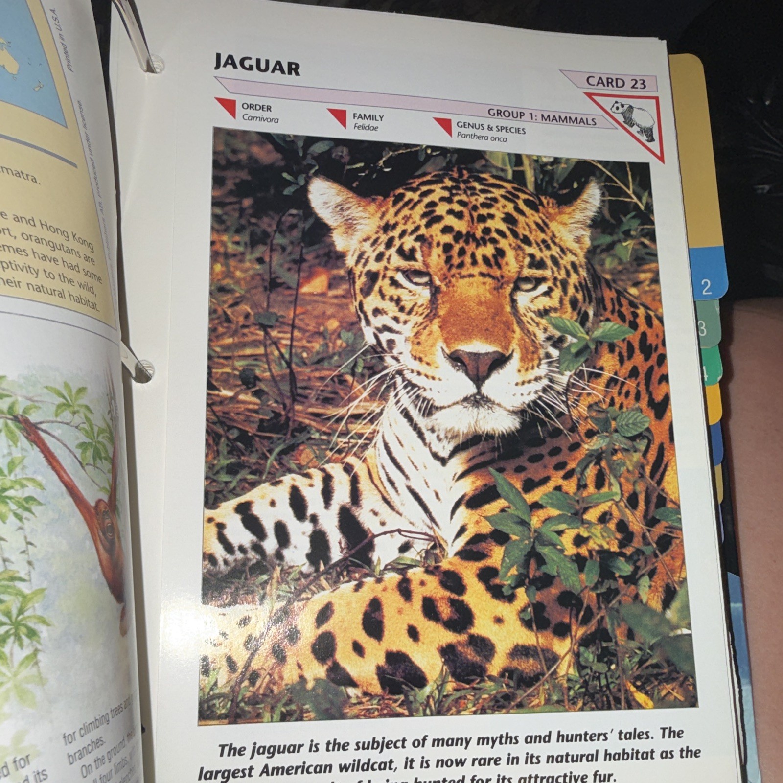 Wildlife Fact-File Illustrated Ring/Wire Bound Nonfiction Wildlife Fact File