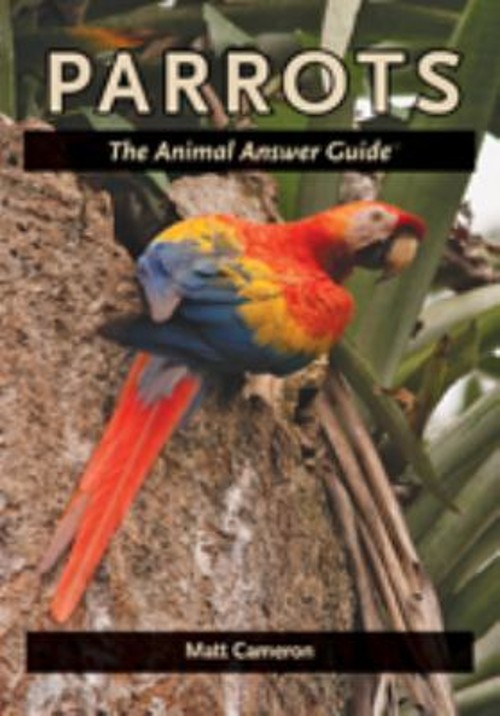 Parrots : The Animal Answer Guide Paperback Matt Cameron