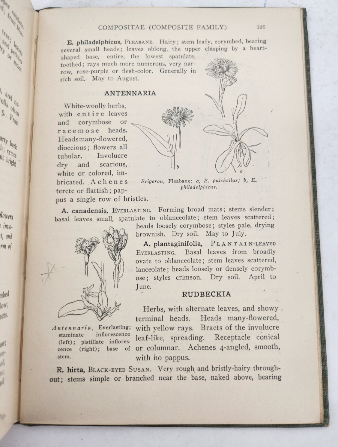 A Spring Flora for High Schools, 1915, HB, Illustrated, by Cowles & Coulter