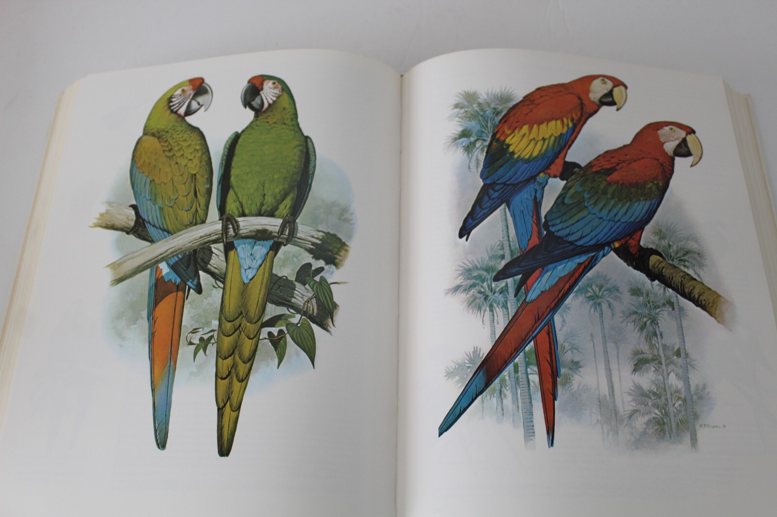 Parrots of the World by Joseph Michael Forshaw (1977, Hardcover, Reprint)