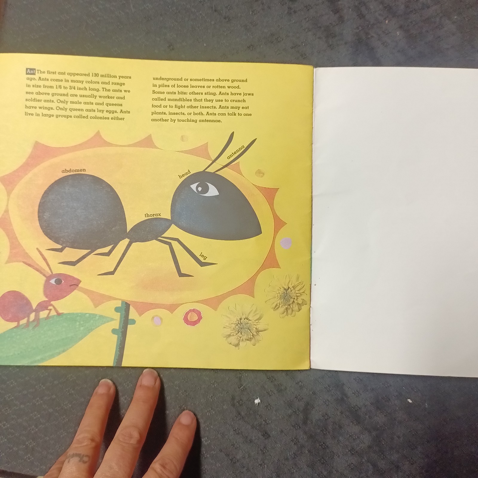 Scholastic Bob Barner book BUG SAFARI Illustrated Picture Book Paperback