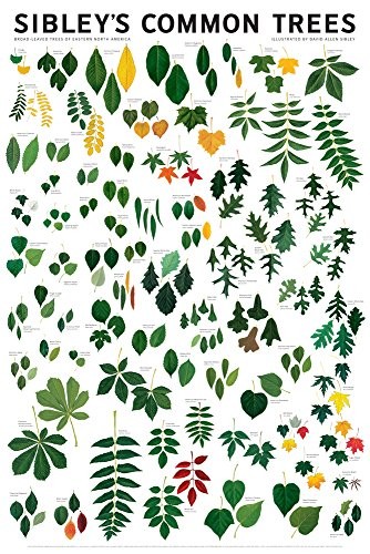 SIBLEY’S COMMON TREES OF EASTERN NORTH AMERICA By David Allen Sibley *BRAND NEW*