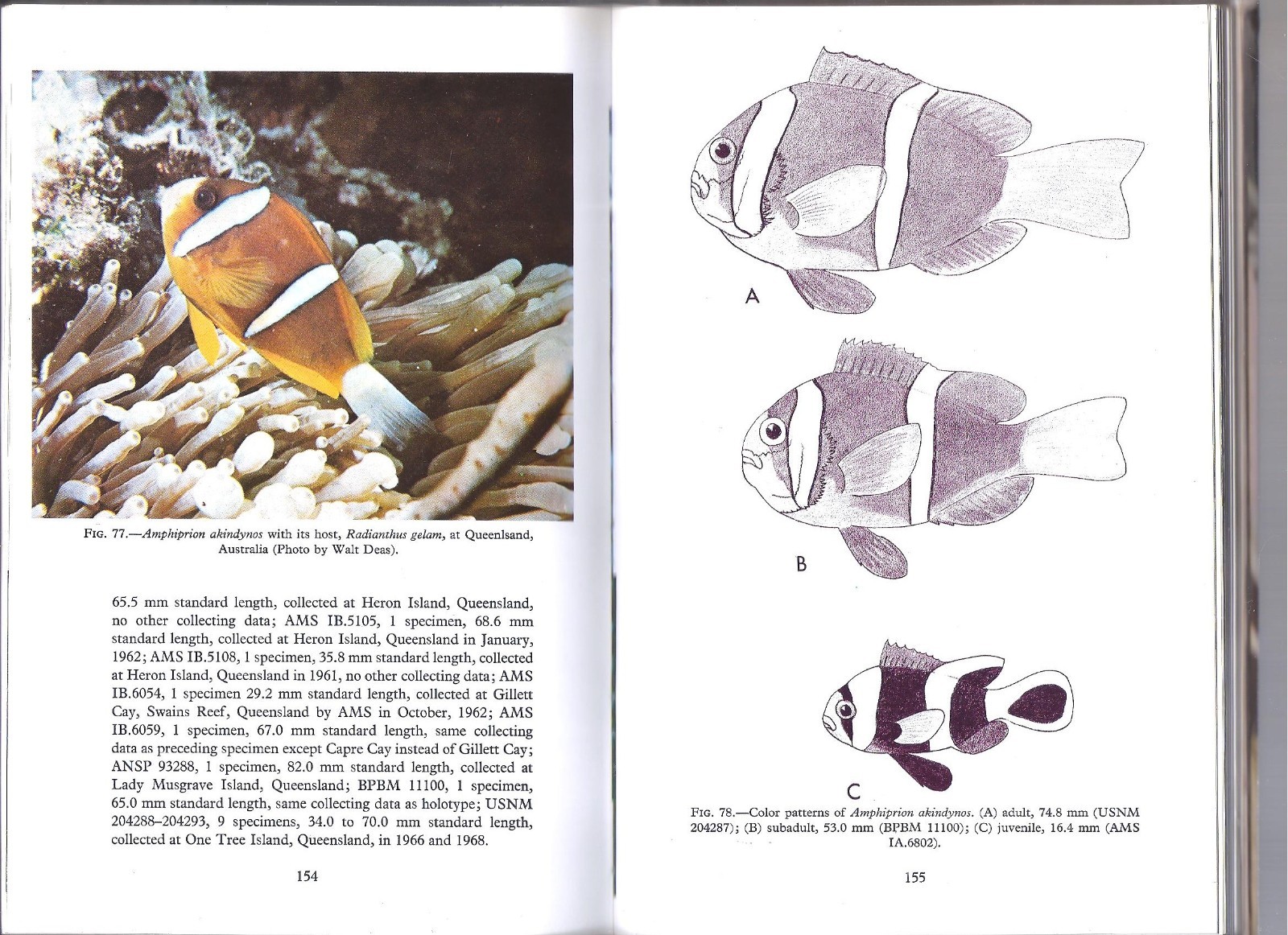 THE ANEMONEFISHES: THEIR CLASSIFICATION AND BIOLOGY By Gerald R. Allen , 1972