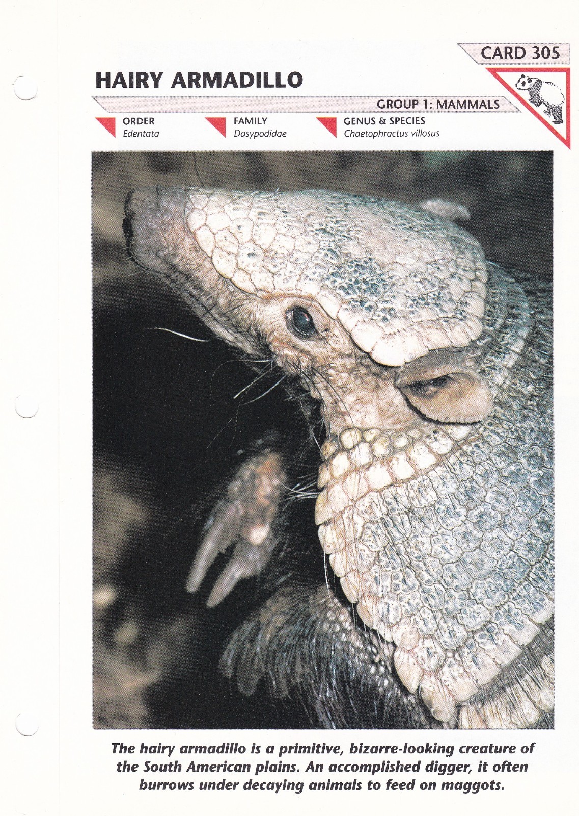 Wildlife Fact-File Cards ~ BUYERS CHOICE ~ Group 1: Mammals (#301-342)
