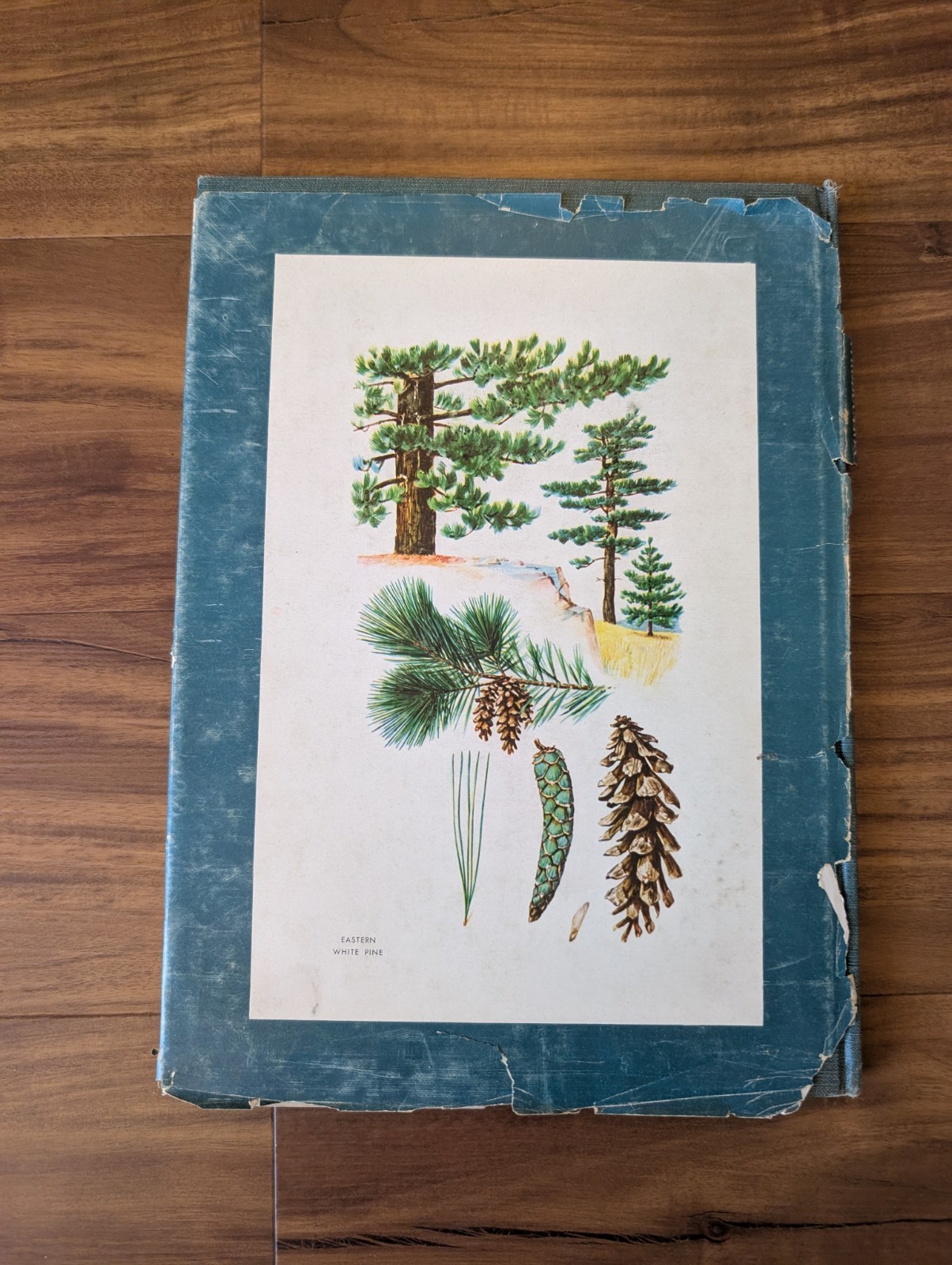 An Introduction To Trees by John Kieran 100 Trees In Color 1954 1ST EDITION