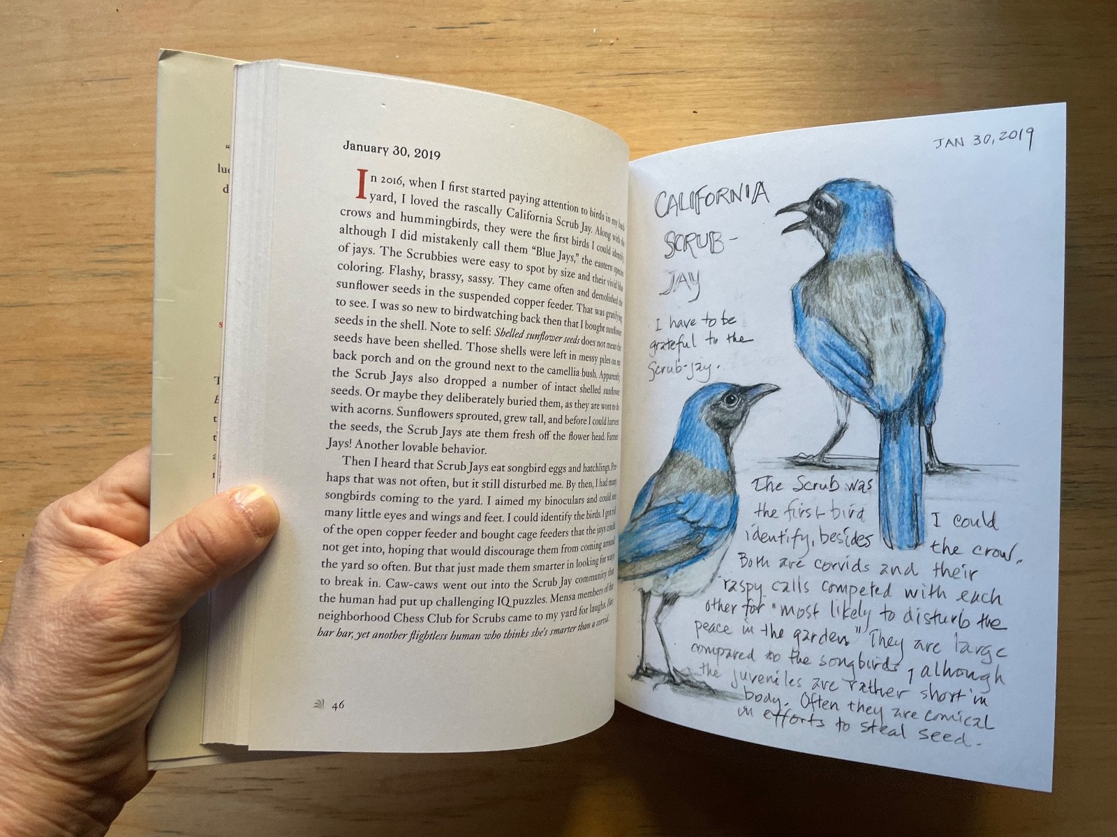 The Backyard Bird Chronicles