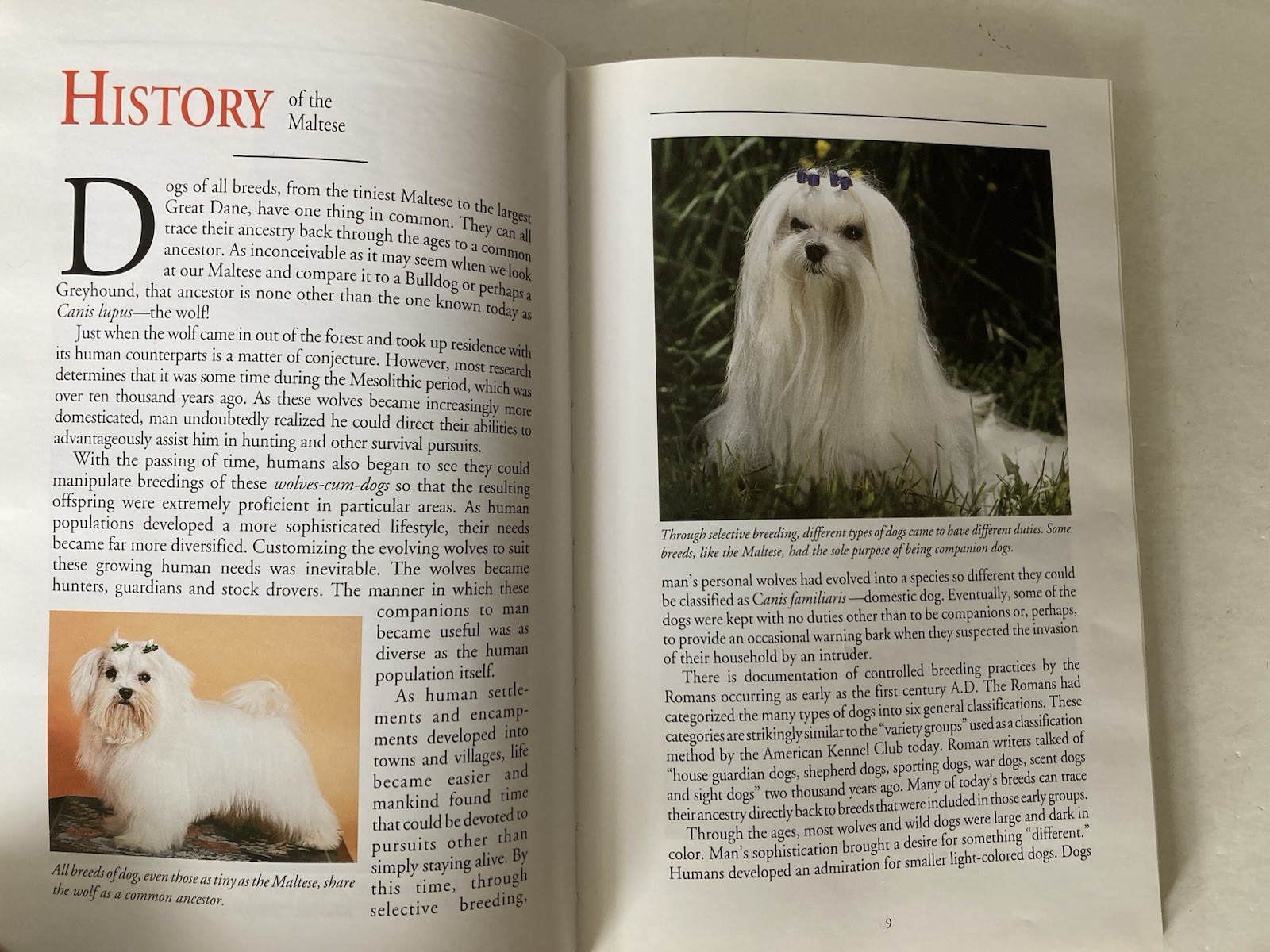 A New Owner’s Guide to Maltese by Vicki Abbott Hardcover Book