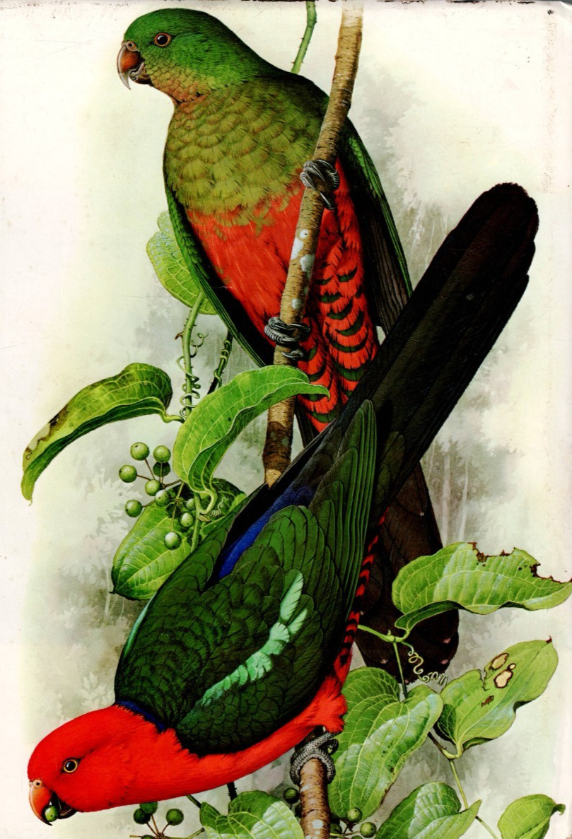 AUSTRALIANA ,HC/DJ ,AUSTRALIAN PARROTS by FORSHAW illus WILLIAM T COOPER 1981