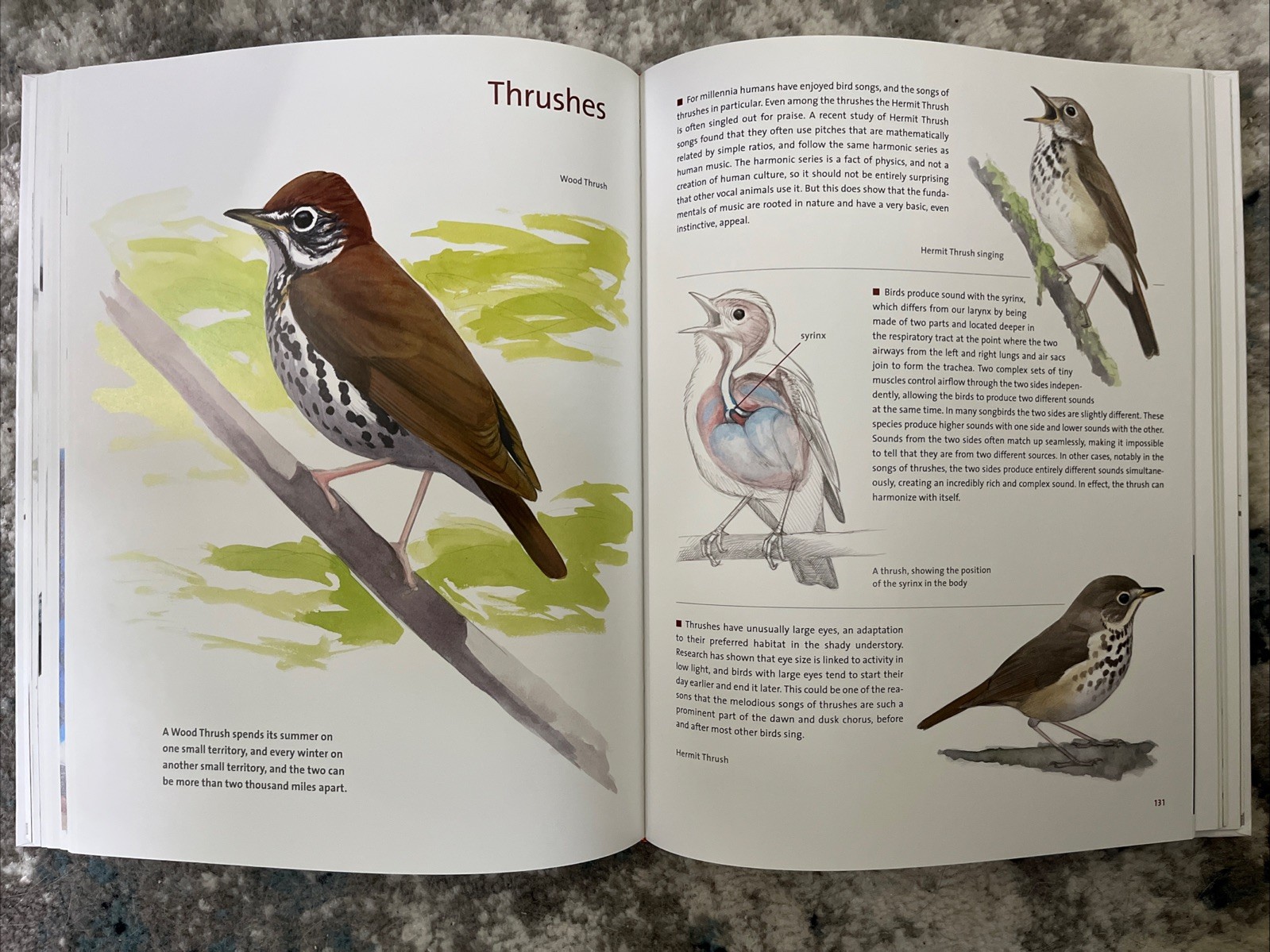 What It’s Like to Be a Bird:From Flying to Nesting, Eating to Singing-Brand New