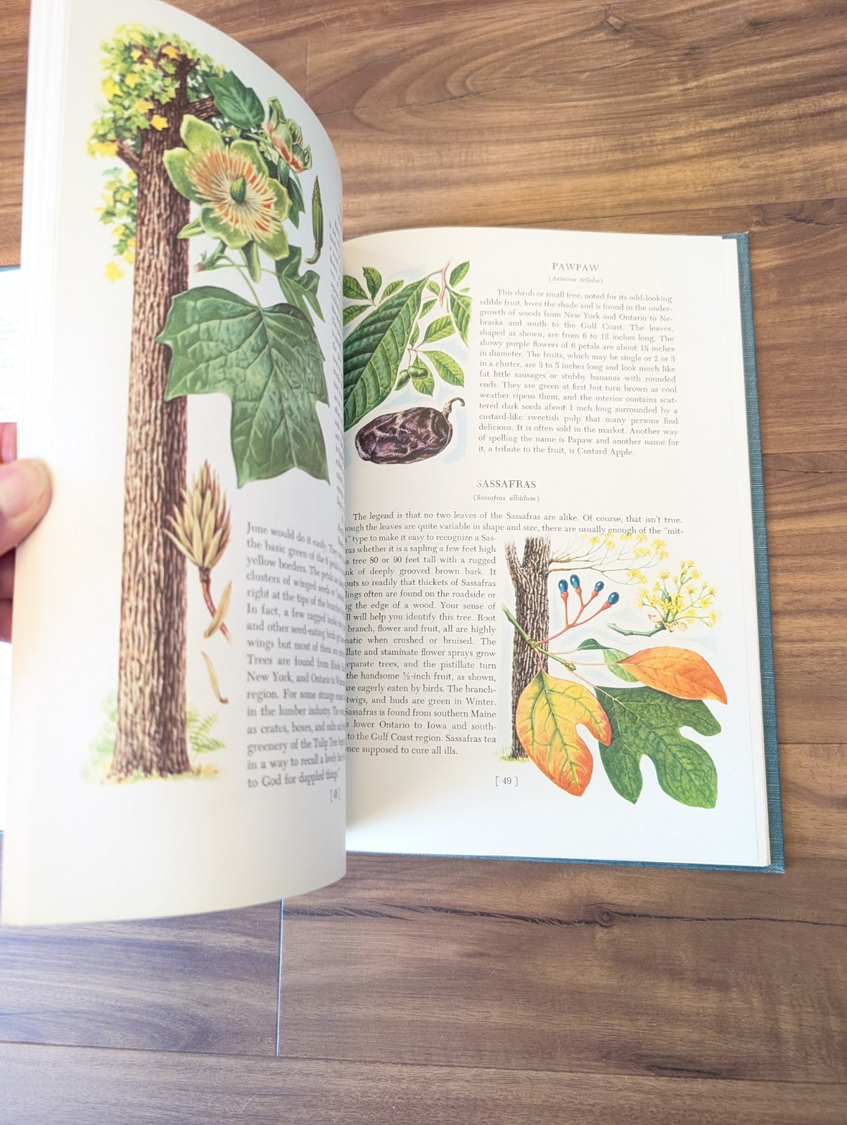 An Introduction To Trees by John Kieran 100 Trees In Color 1954 1ST EDITION