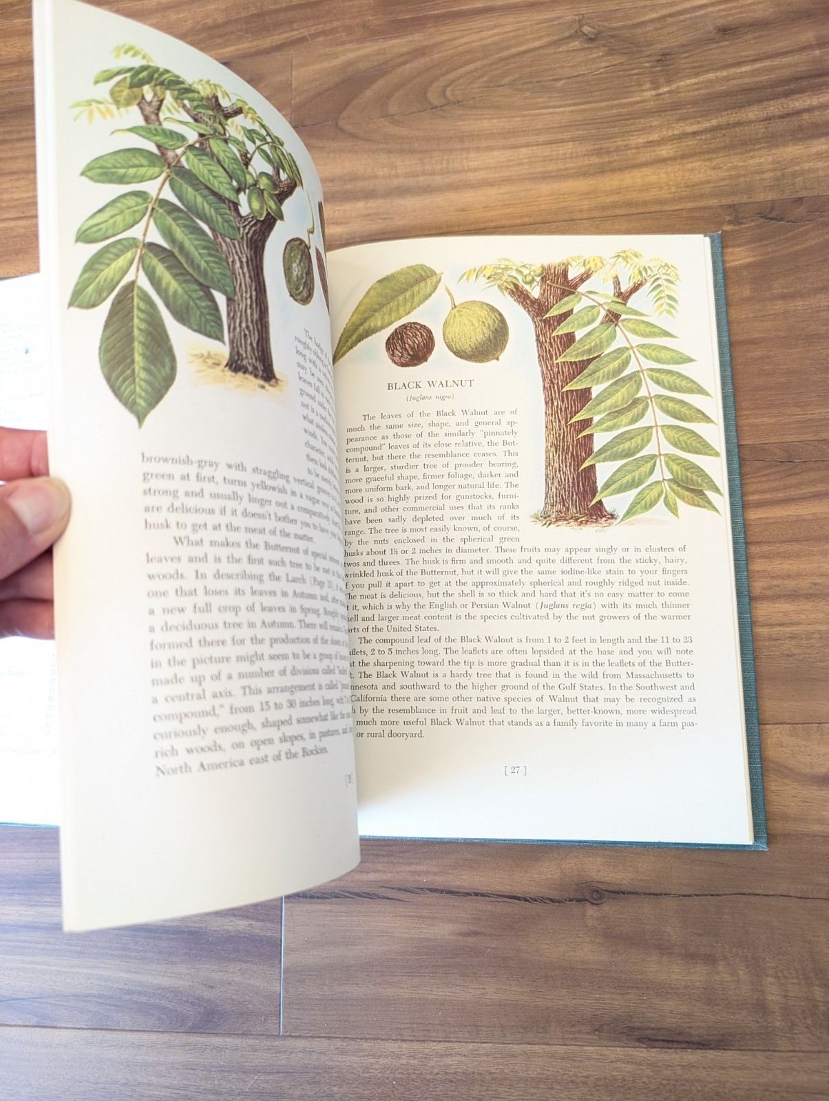 An Introduction To Trees by John Kieran 100 Trees In Color 1954 1ST EDITION