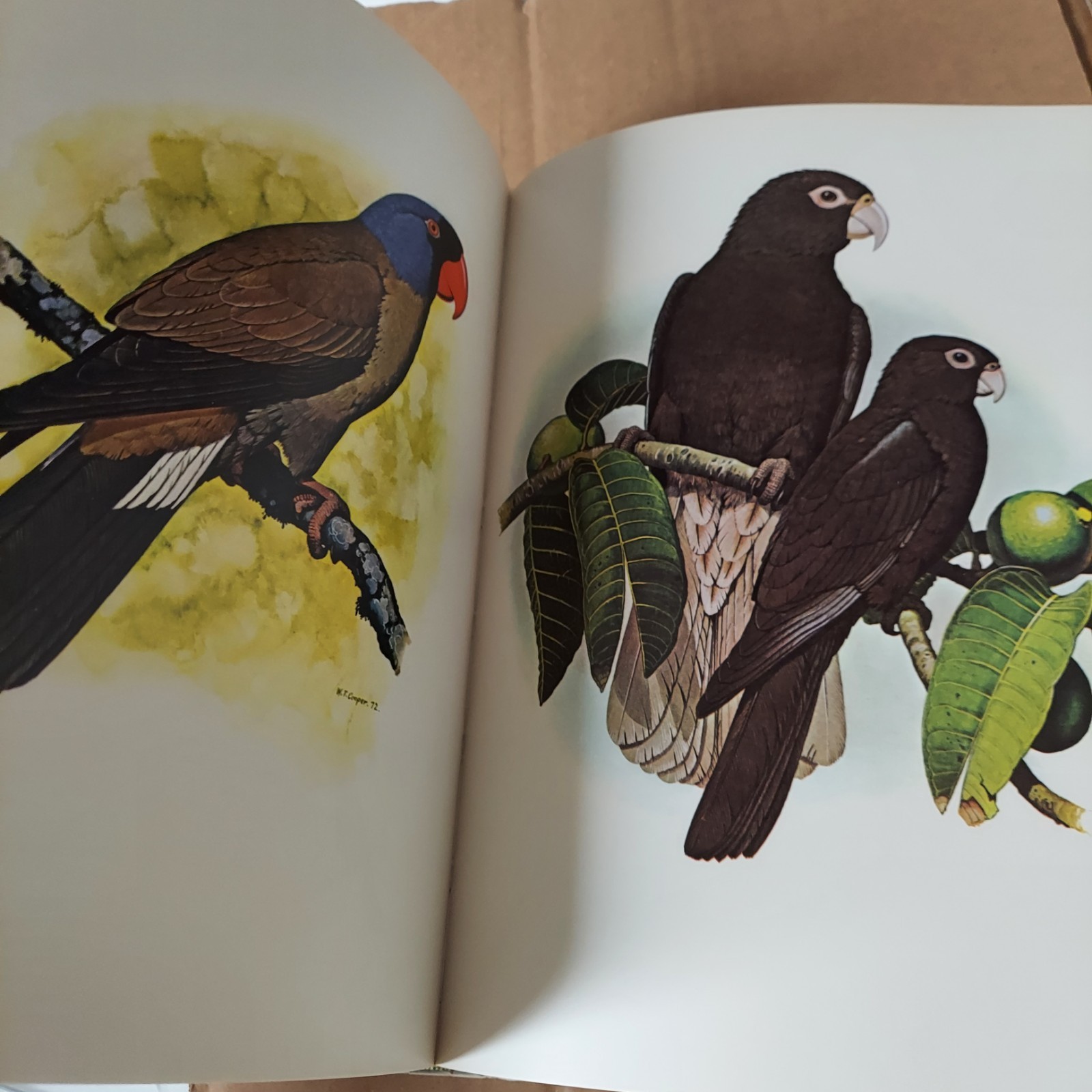 Parrots of the World – Hardcover By Forshaw, Joseph – VERY GOOD
