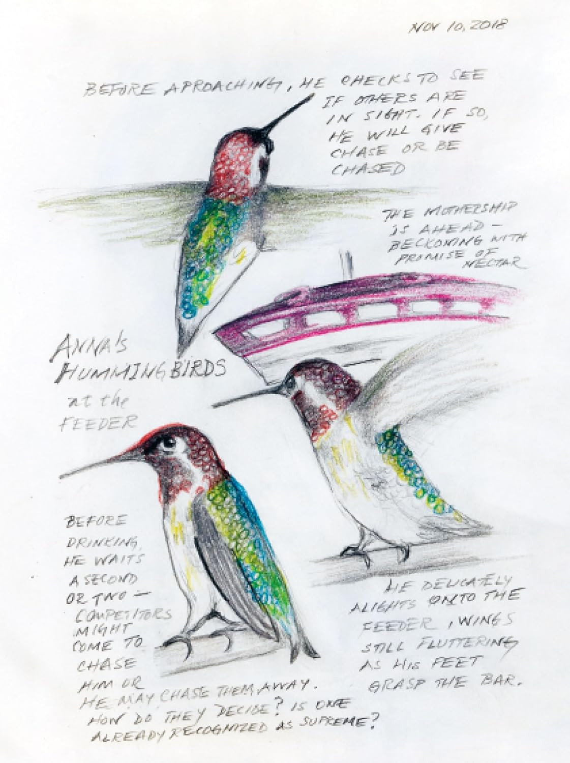 The Backyard Bird Chronicles
