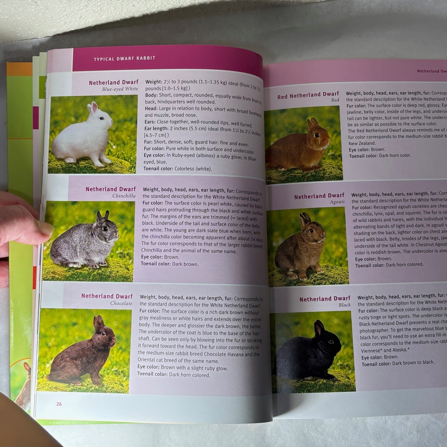 My Dwarf Rabbit Papperback Book Instructive Information