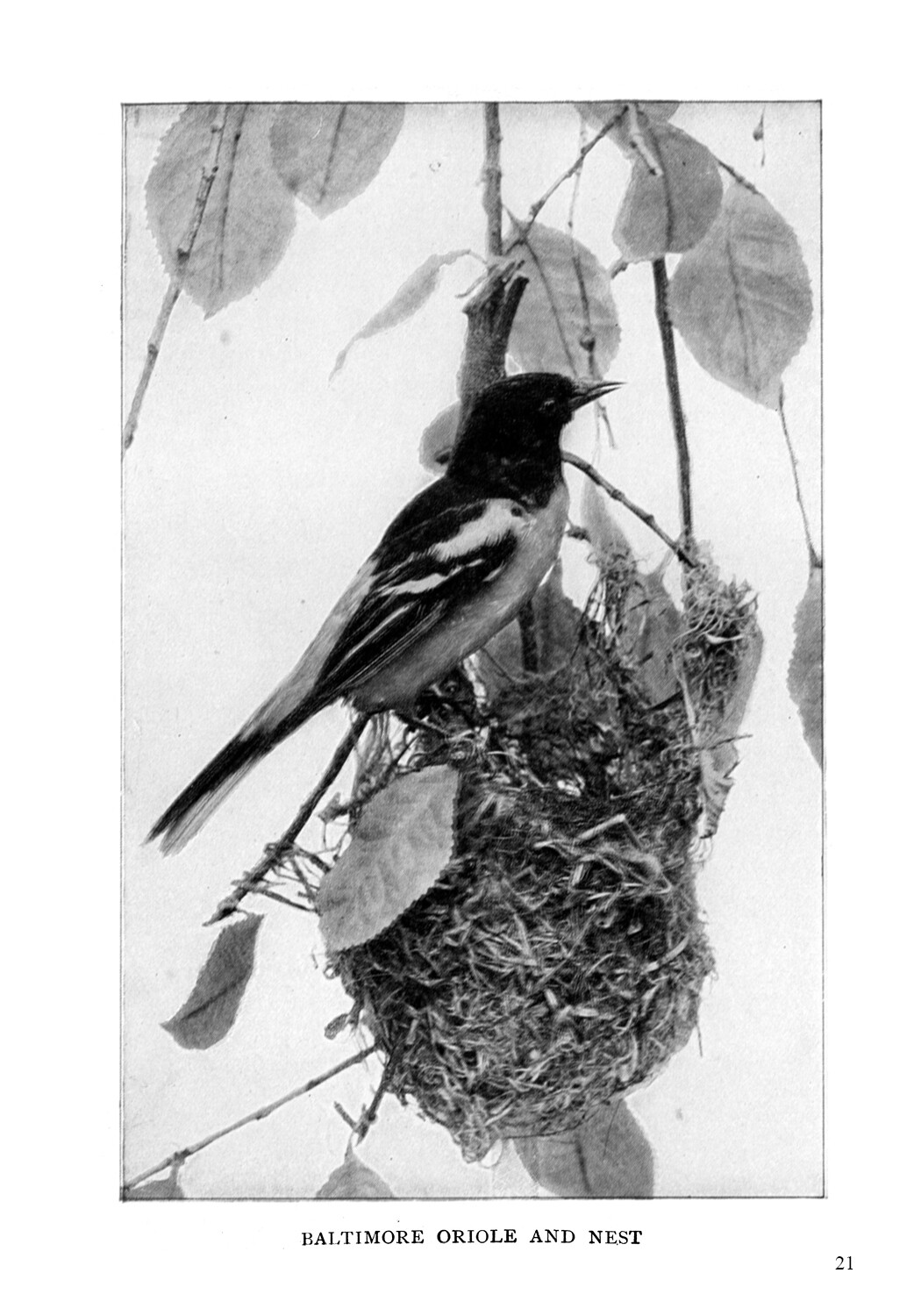 The Complete Book of Birds: Illustrated Enlarged Special Edition *NEW*