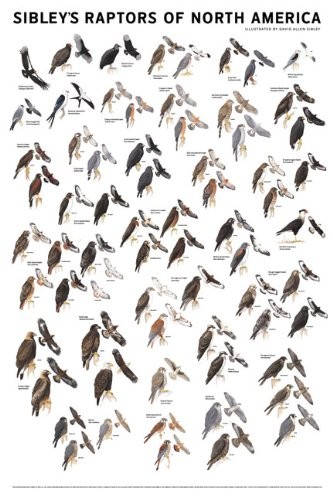 SIBLEY’S RAPTORS OF NORTH AMERICA By David Allen Sibley **BRAND NEW**